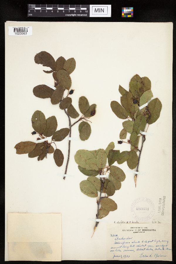 Amelanchier alnifolia x sanguinea image