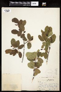 Amelanchier alnifolia x sanguinea image