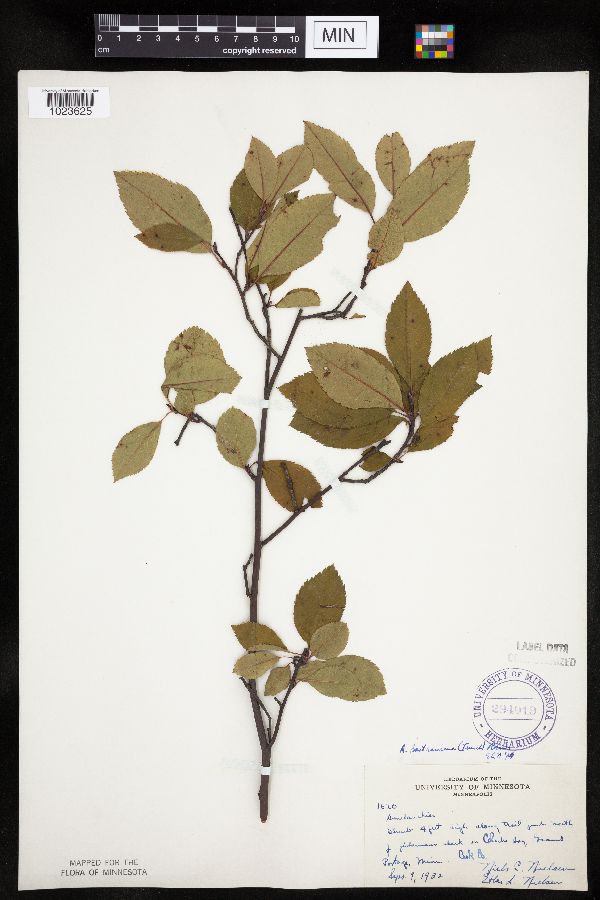 Amelanchier bartramiana image