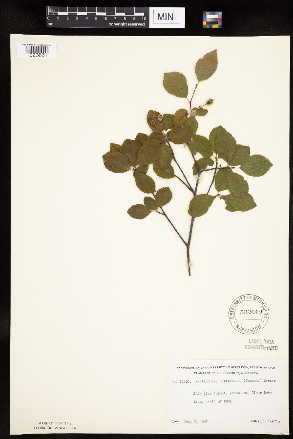 Amelanchier bartramiana image