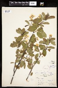 Amelanchier bartramiana x sanguinea image