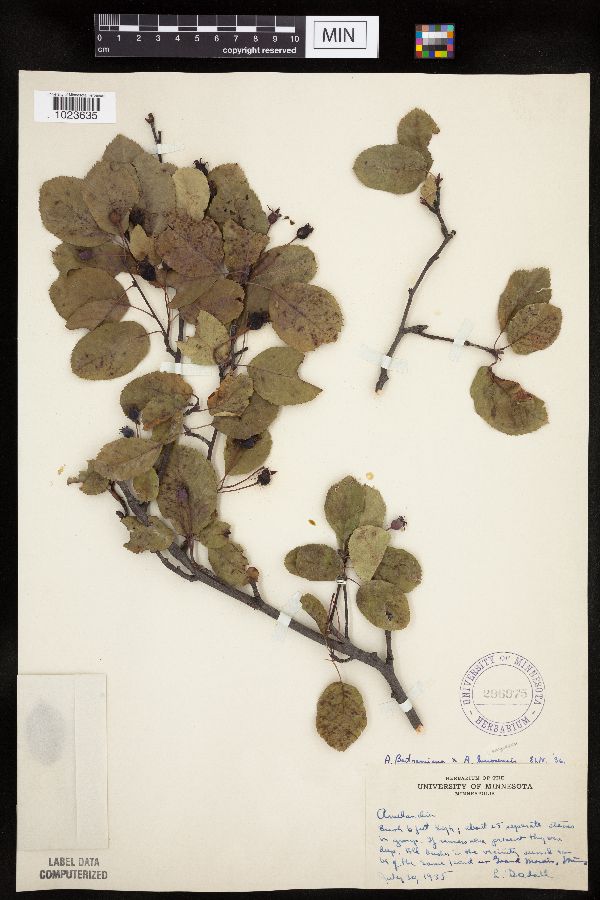 Amelanchier bartramiana x sanguinea image