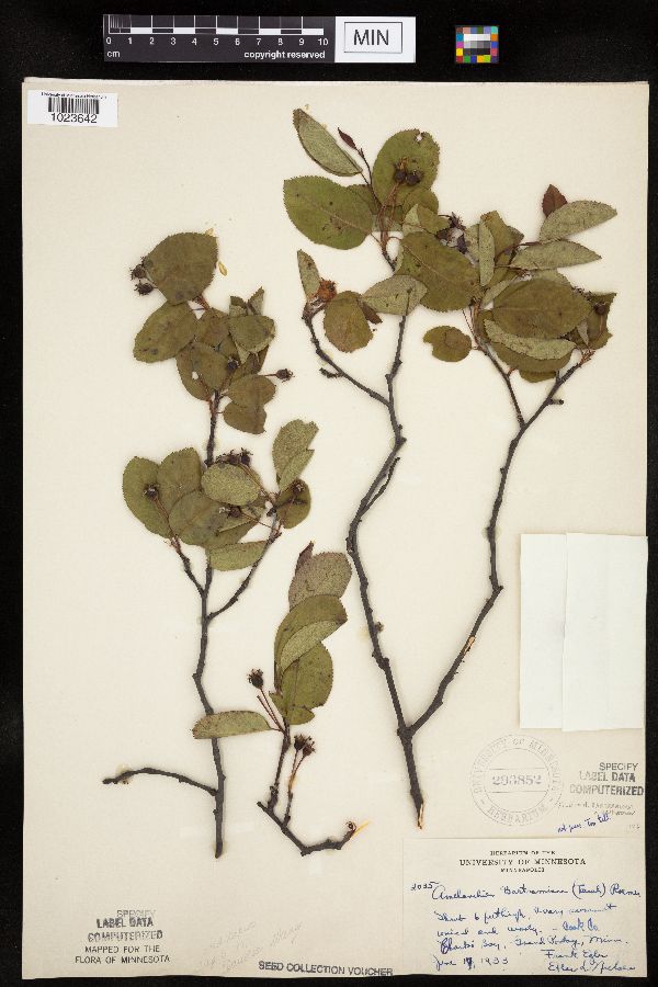 Amelanchier bartramiana x unknown image