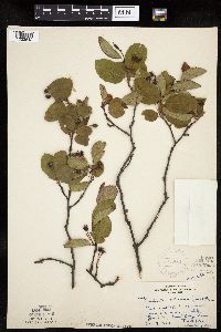 Image of Amelanchier bartramiana x unknown