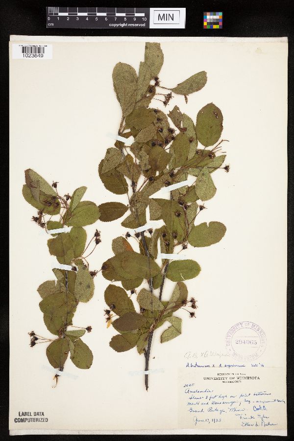 Amelanchier bartramiana x wiegandii image