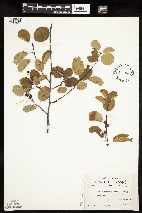 Amelanchier fernaldii image