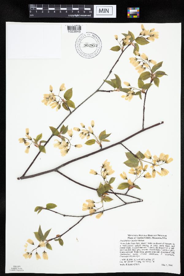 Amelanchier interior image