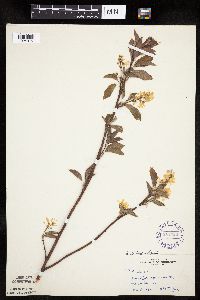 Amelanchier arborea x canadensis image