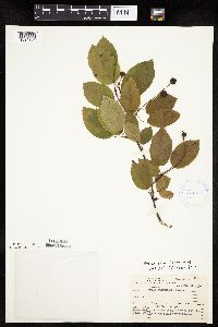 Amelanchier laevis image