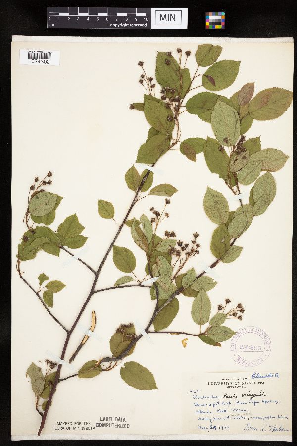 Amelanchier laevis image