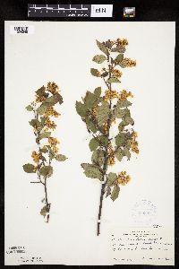 Amelanchier laevis image