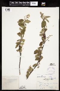 Image of Amelanchier laevis x spicata