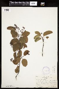 Amelanchier sanguinea image