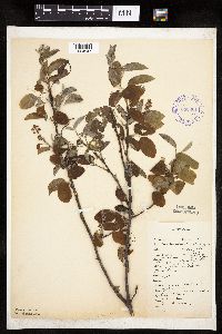 Amelanchier sanguinea image