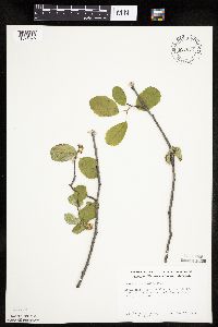 Amelanchier sanguinea image