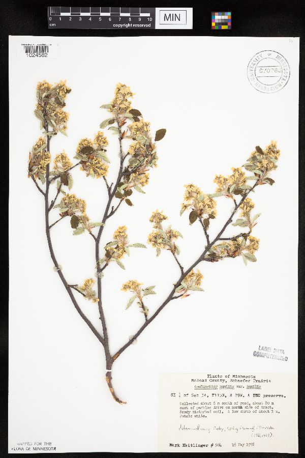 Amelanchier sanguinea image