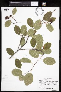 Amelanchier sanguinea image