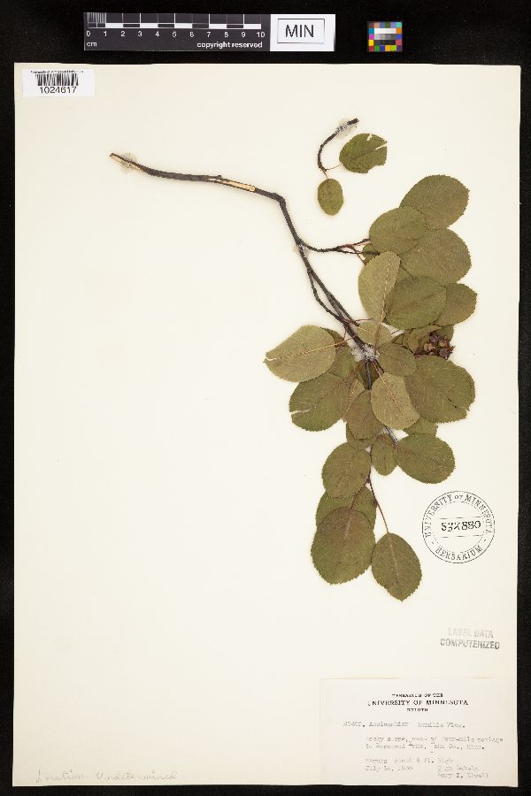 Amelanchier sanguinea image