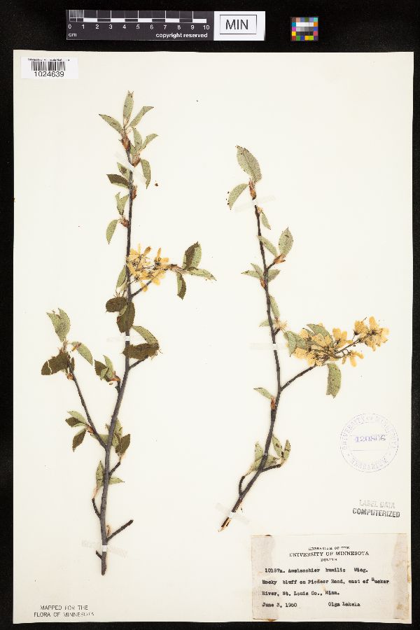 Amelanchier sanguinea image