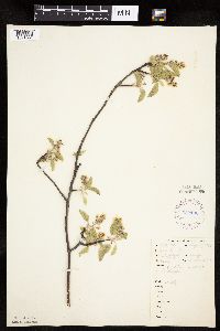 Amelanchier sanguinea image