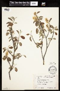 Amelanchier sanguinea image