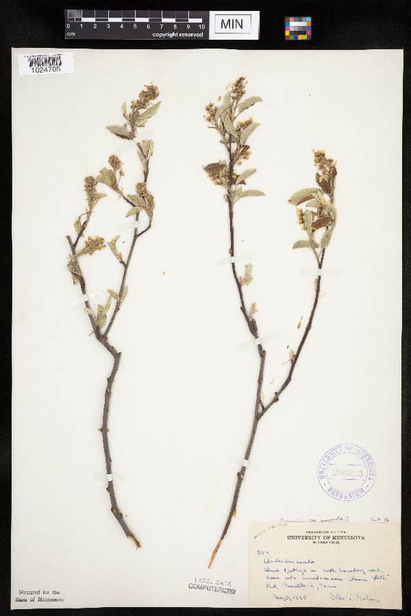 Amelanchier sanguinea var. sanguinea image