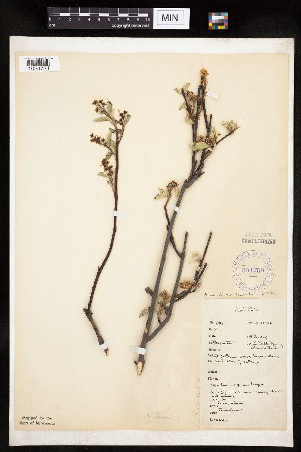 Amelanchier sanguinea image