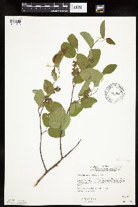 Amelanchier sanguinea image