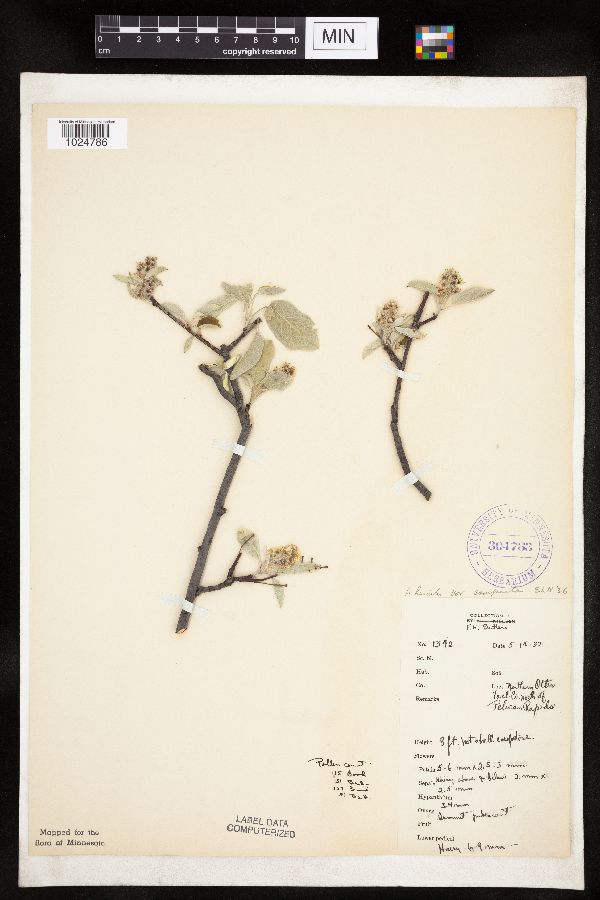 Amelanchier sanguinea image