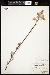 Amelanchier sanguinea image