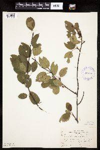 Amelanchier sanguinea image