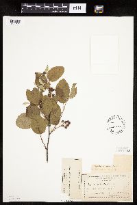 Amelanchier sanguinea image