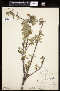 Amelanchier sanguinea image