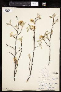 Amelanchier sanguinea image