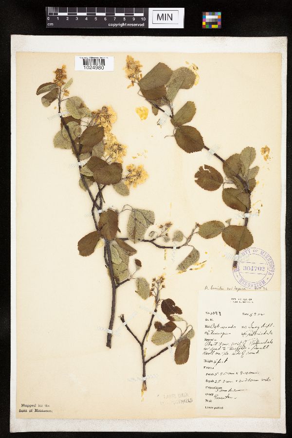 Amelanchier sanguinea image