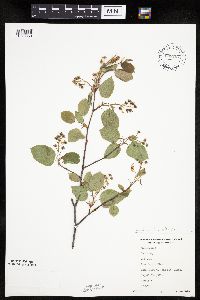 Amelanchier sanguinea image