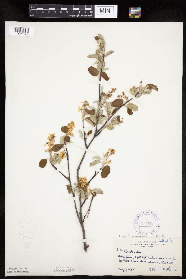 Amelanchier sanguinea image