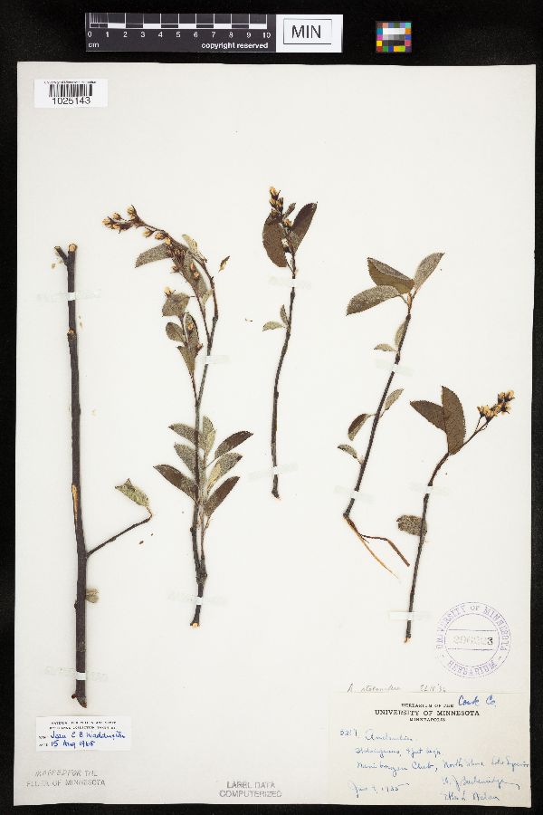 Amelanchier spicata image