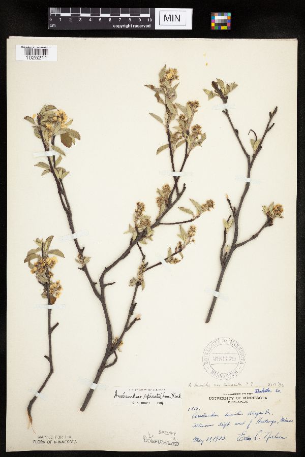 Amelanchier spicata image