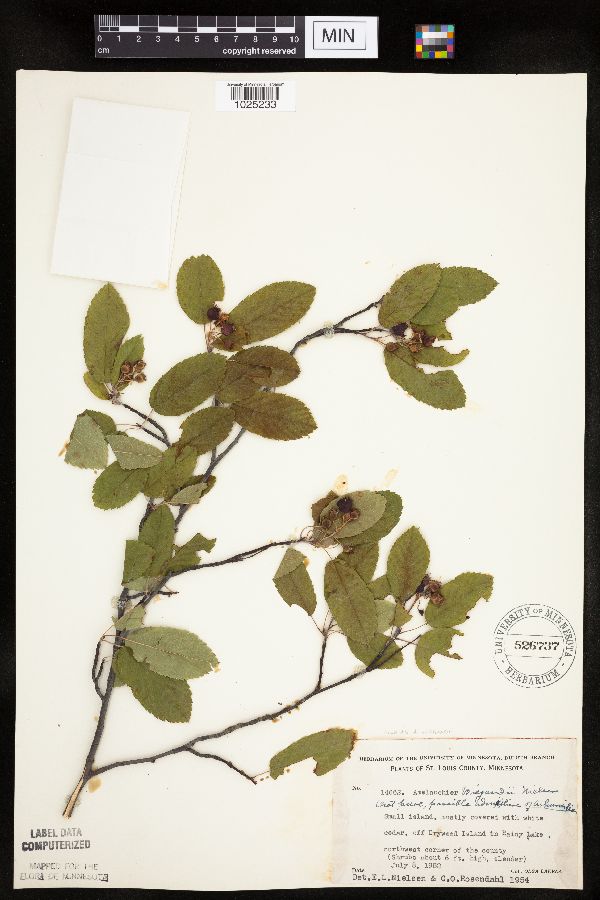 Amelanchier wiegandii image