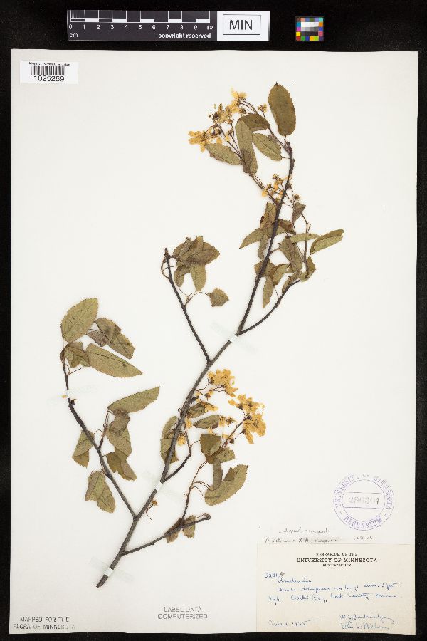 Amelanchier spicata x wiegandii image