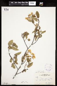 Image of Amelanchier spicata x wiegandii
