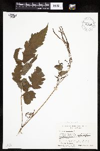 Aruncus dioicus var. vulgaris image