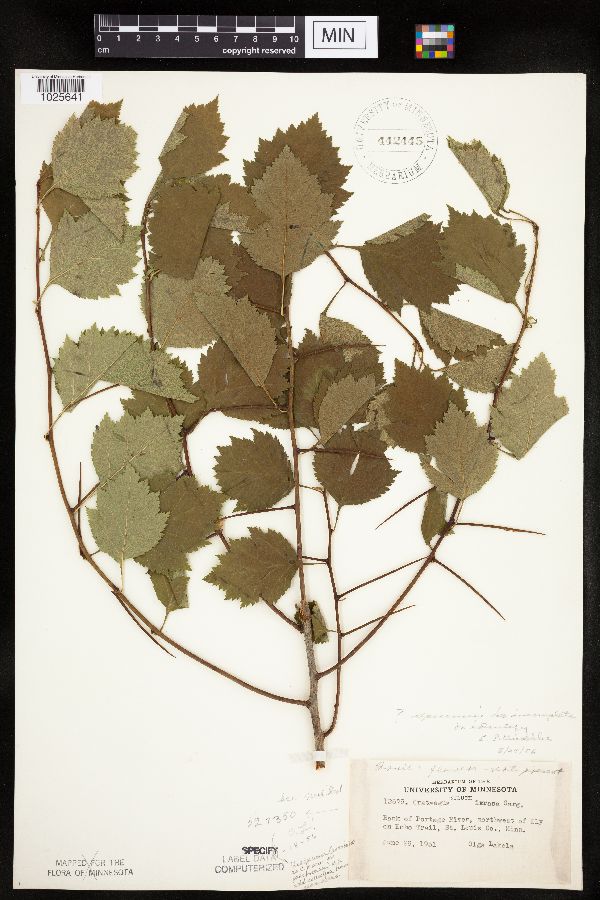 Crataegus fluviatilis image