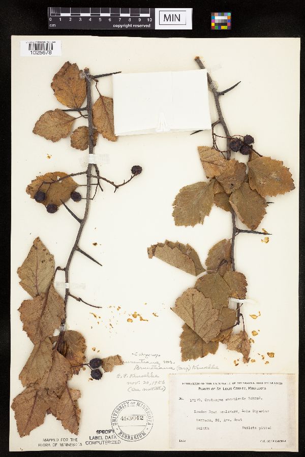 Crataegus douglasii x chrysocarpa image