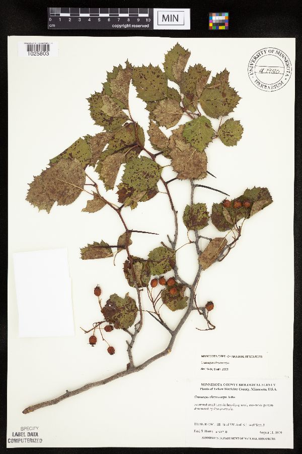 Crataegus chrysocarpa image