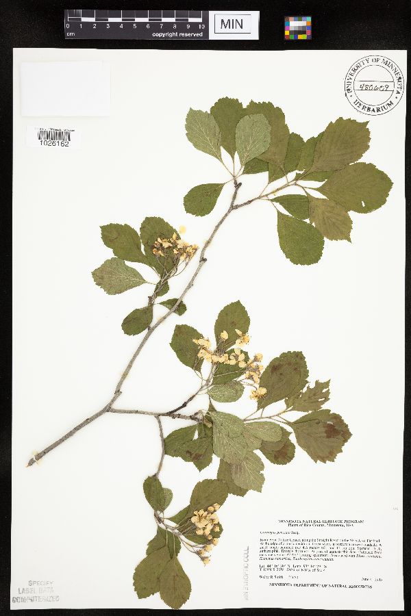 Crataegus punctata image