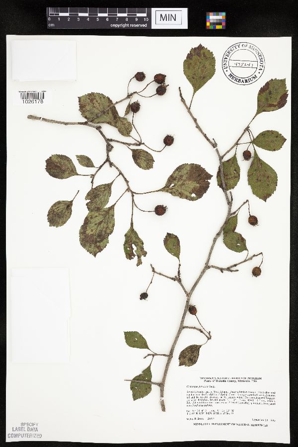 Crataegus punctata image