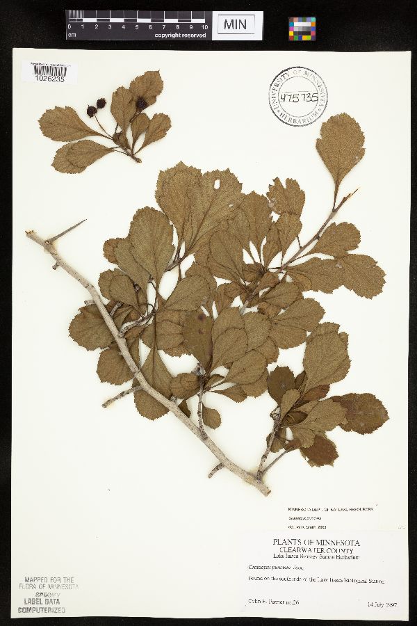 Crataegus punctata image