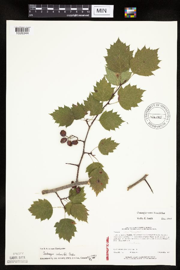 Crataegus schuettei var. cuneata image